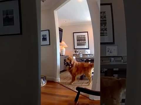 Paws off duty: Golden retriever welcomes suspected burglar