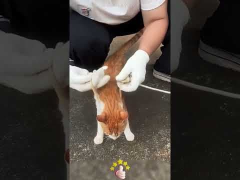DIY Pet Leash 🐶 Strong & Comfortable Grip
