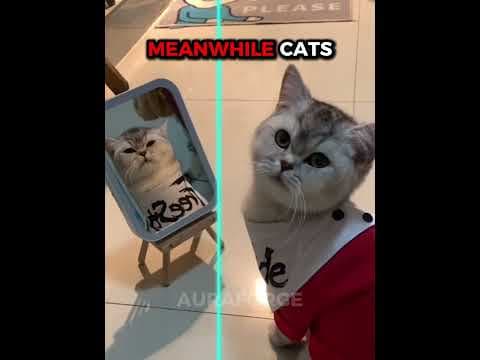 DOGS TIME WARP VS CATS...